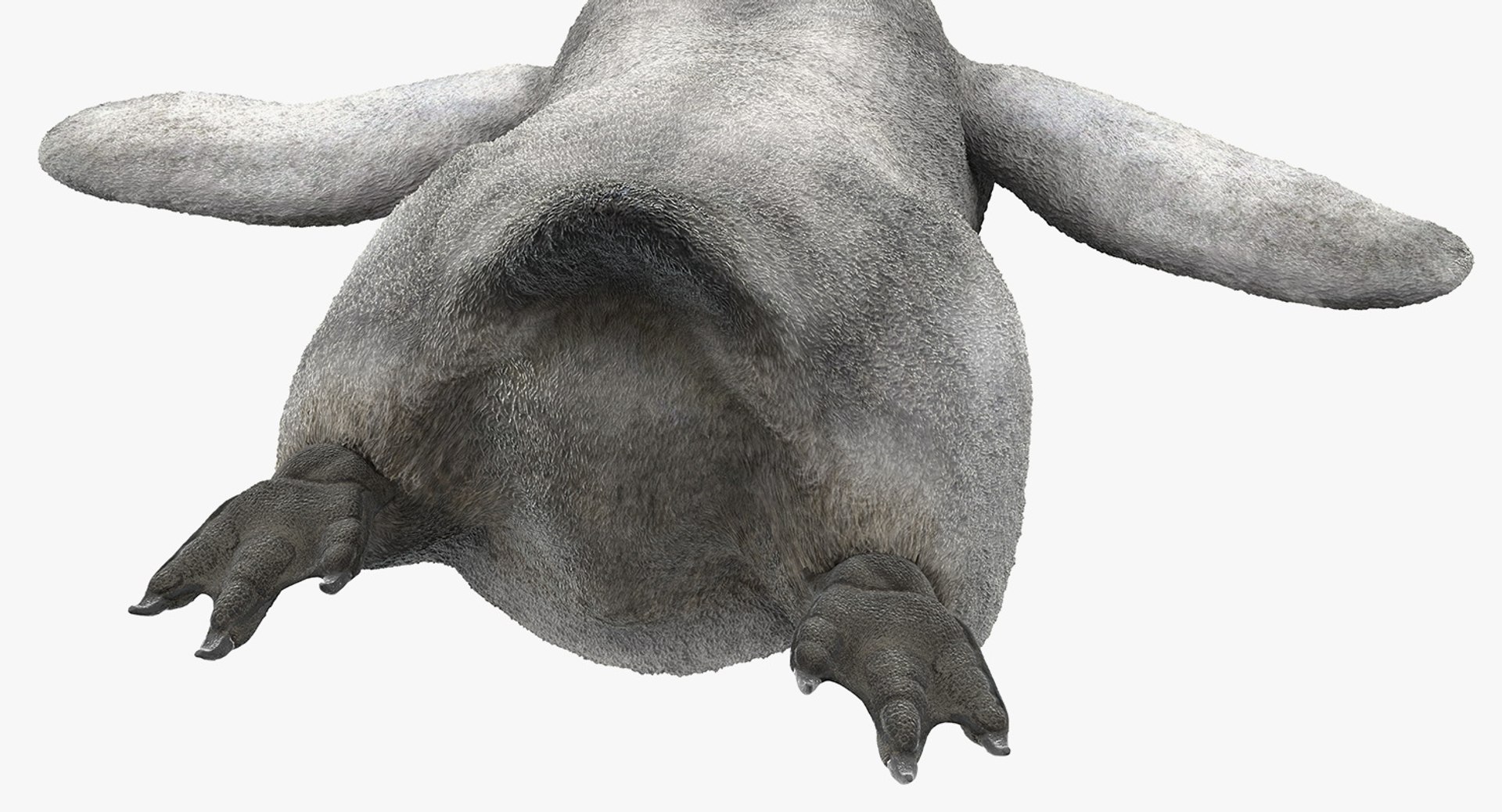3D penguin baby swimming pose https://p.turbosquid.com/ts-thumb/ew/V64lOR/CY6iZZfi/penguinbabyswimmingposemb3dmodel010/jpg/1563836703/1920x1080/fit_q87/ead5141a33522e7c6052ab36890a771d048a4162/penguinbabyswimmingposemb3dmodel010.jpg