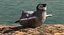 Pinguin-Baby-Schwimmen-Haltung
