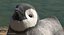 Pinguin-Baby-Schwimmen-Haltung