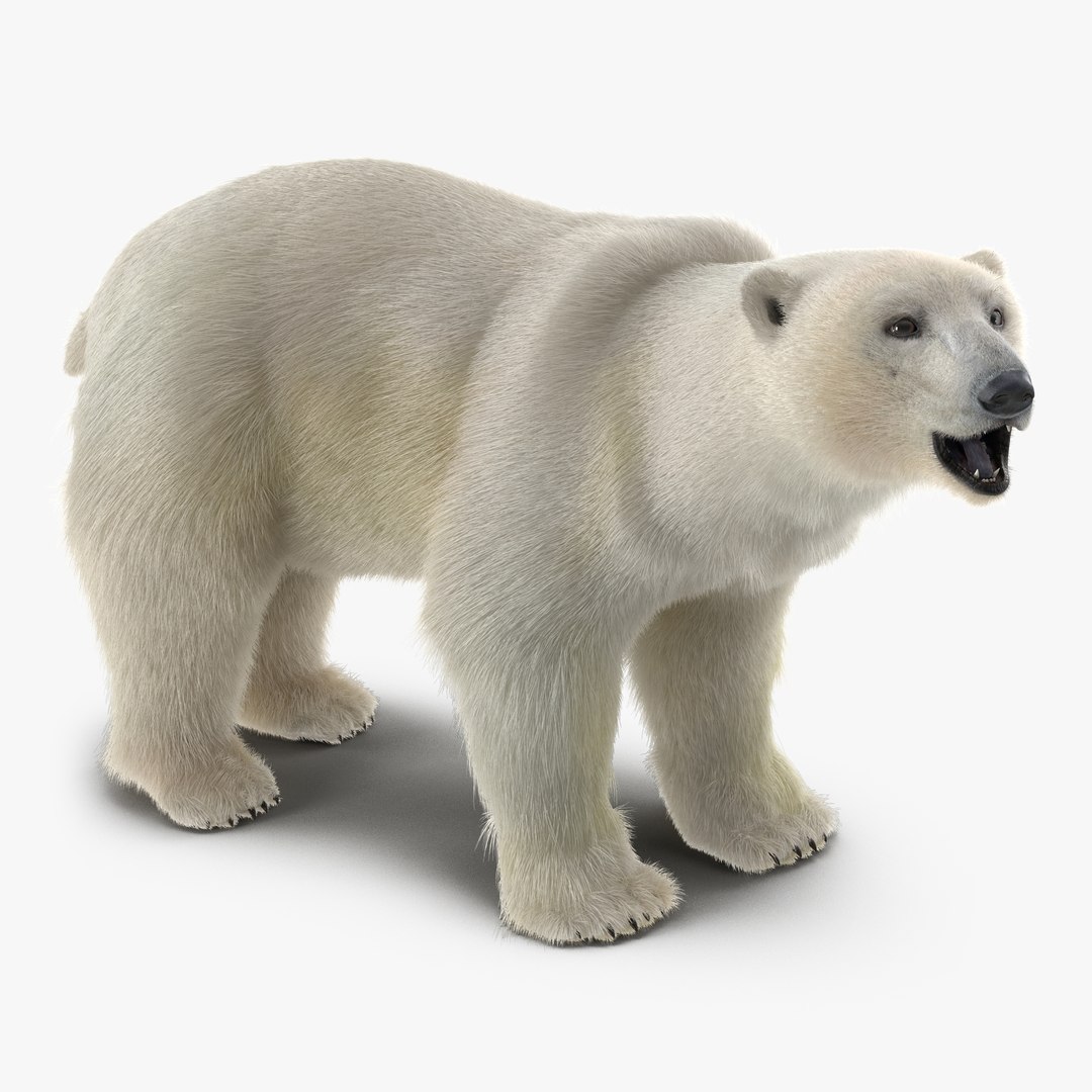 Polar Bear with Fur Rigged 3D Model 3D model preview