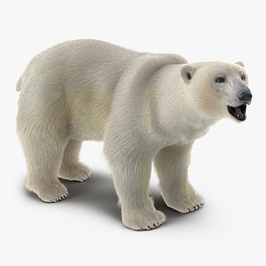 Polar Bear with Fur Rigged 3D Model