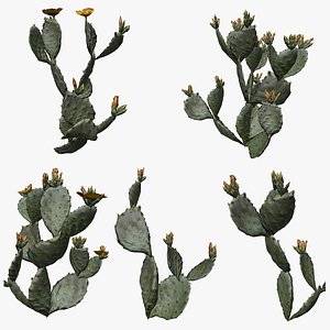 Prickly Pear Cactus Plant Collection