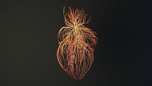 3D Human heart unrolling growing animation