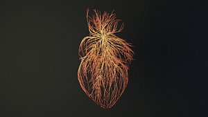 Human heart unrolling growing animation