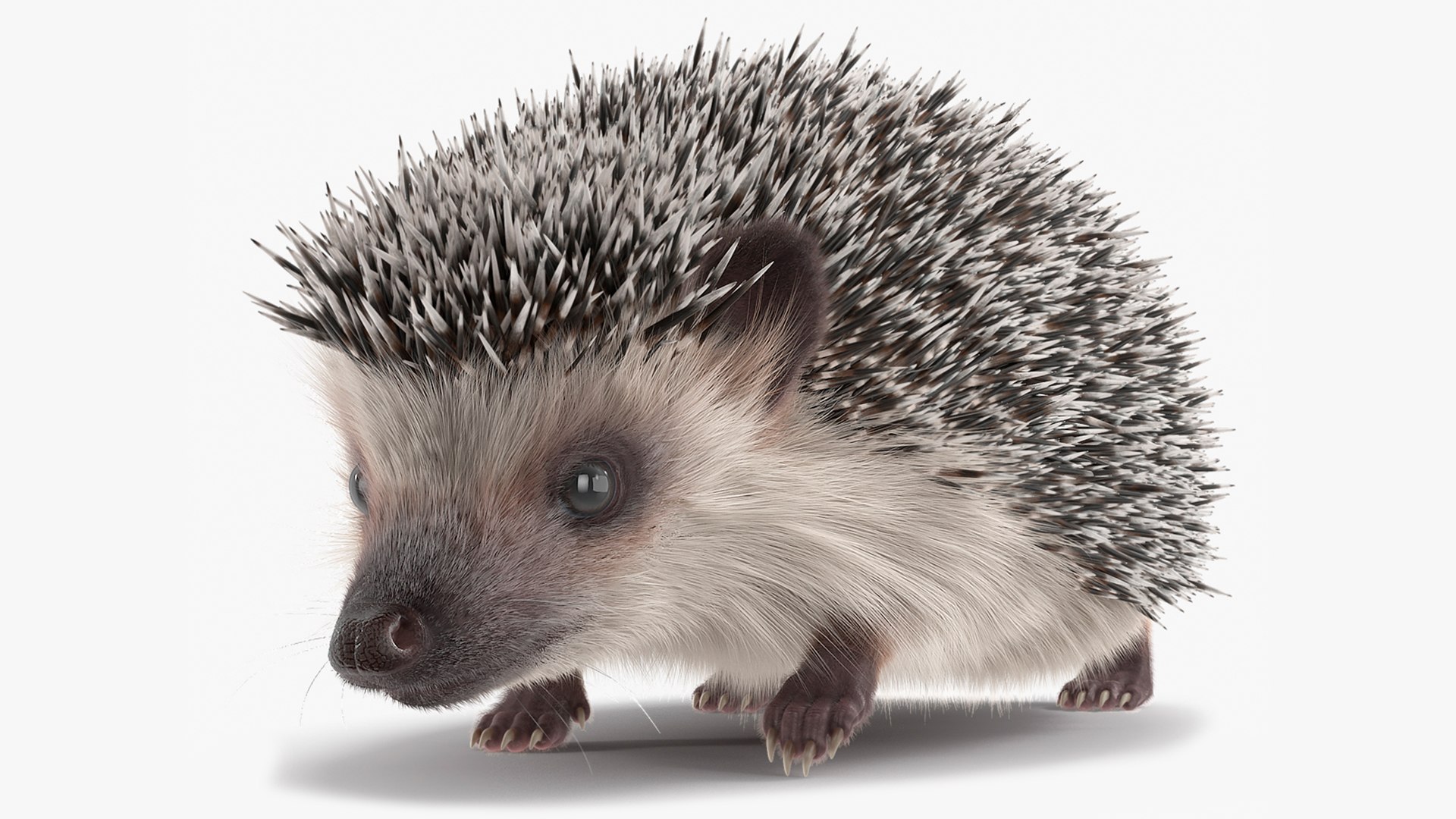 White Walk Hedgehog Fur 3D model preview