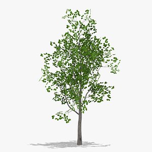pear summer 3D model