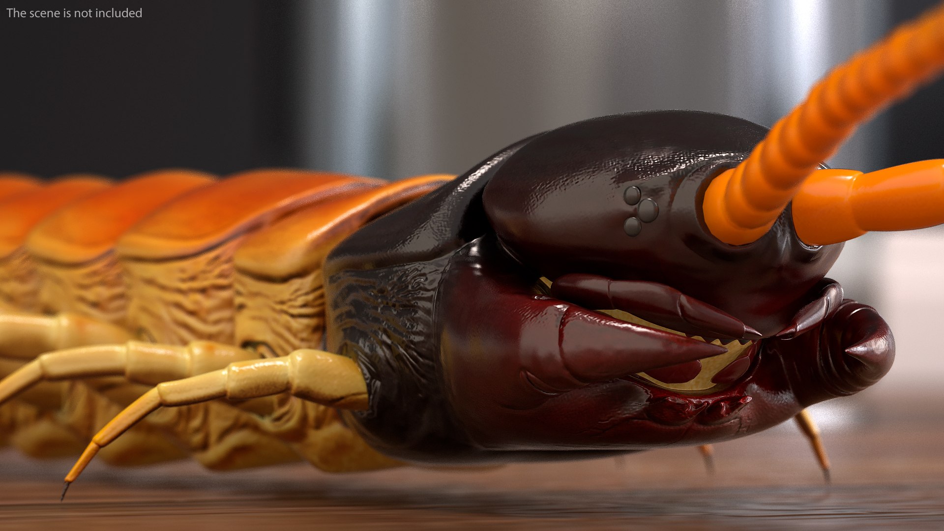 scolopendra heros arizonensis arizona model https://p.turbosquid.com/ts-thumb/ex/92JhPi/1D4uswRv/scolopendraherosarizonensisarizonagiantcentipede3dsmodel004/jpg/1587557305/1920x1080/fit_q87/877742a2f2a71fb38e5a85cde97a9d44865a9ea8/scolopendraherosarizonensisarizonagiantcentipede3dsmodel004.jpg