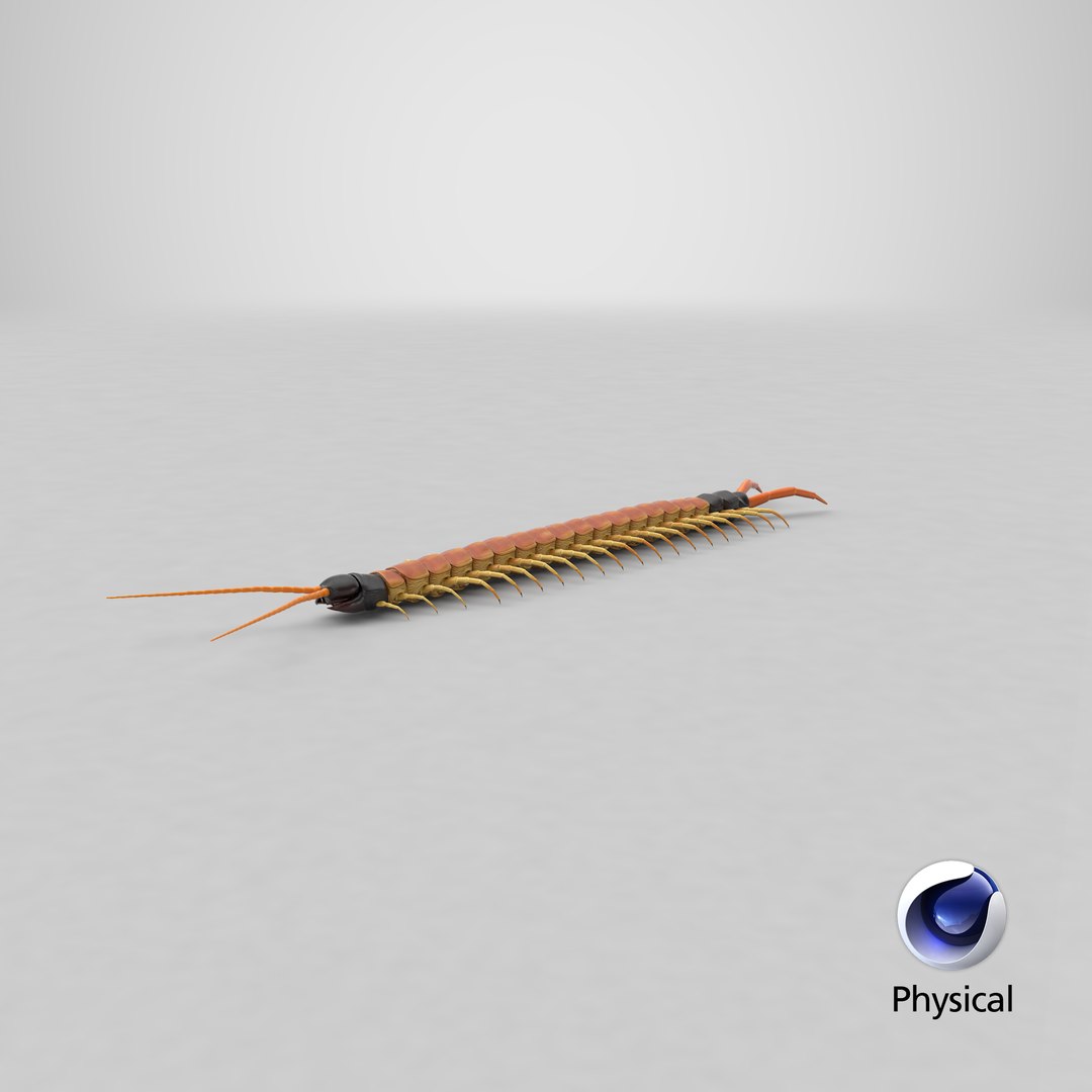 scolopendra heros arizonensis arizona model https://p.turbosquid.com/ts-thumb/ex/92JhPi/3R/stemcell_cinema_4d_physical_render/png/1621535668/1920x1080/fit_q87/e4213644bc5238d584e3884372ae59c6b4e47f06/stemcell_cinema_4d_physical_render.jpg