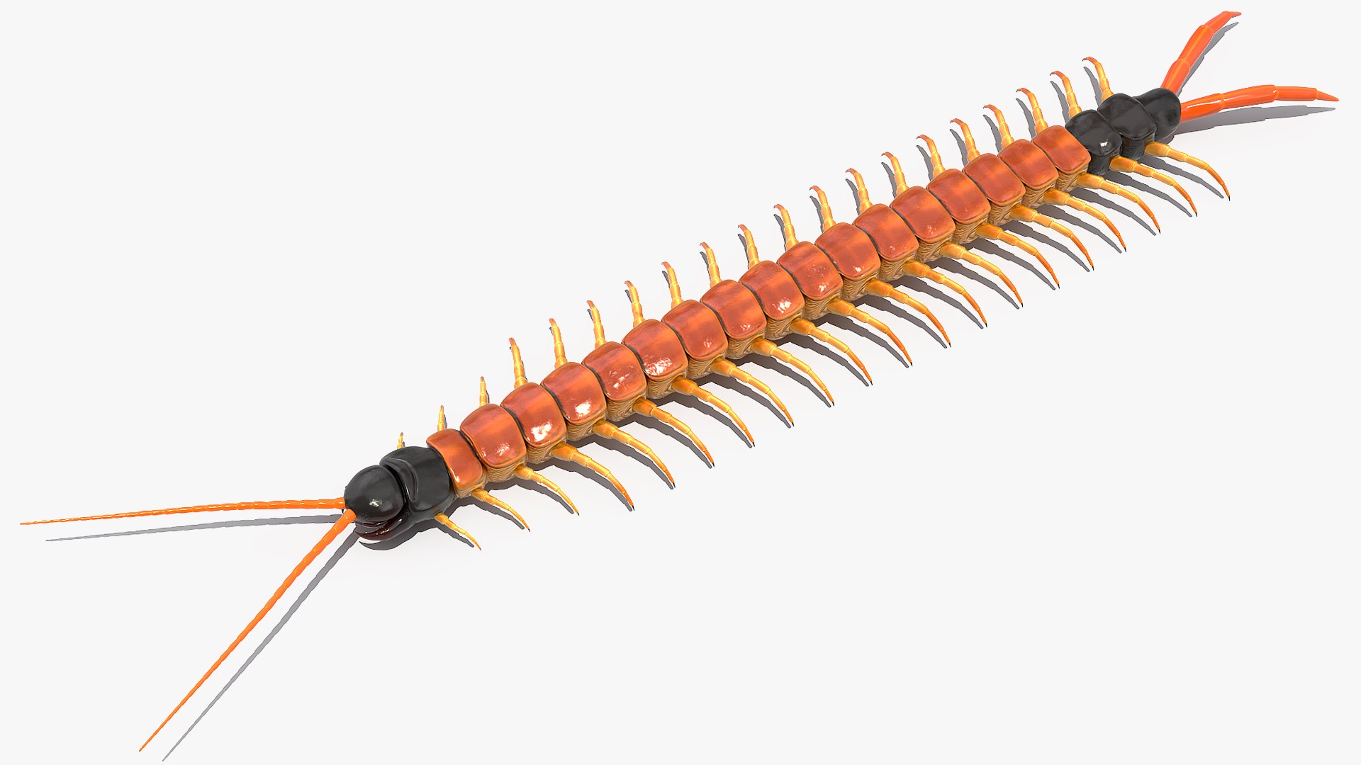scolopendra heros arizonensis arizona model https://p.turbosquid.com/ts-thumb/ex/92JhPi/7rlNlcMS/scolopendraherosarizonensisarizonagiantcentipede3dsmodel007/jpg/1587557316/1920x1080/fit_q87/9cbeb068290f472284a56e173cbb5444c1027bda/scolopendraherosarizonensisarizonagiantcentipede3dsmodel007.jpg