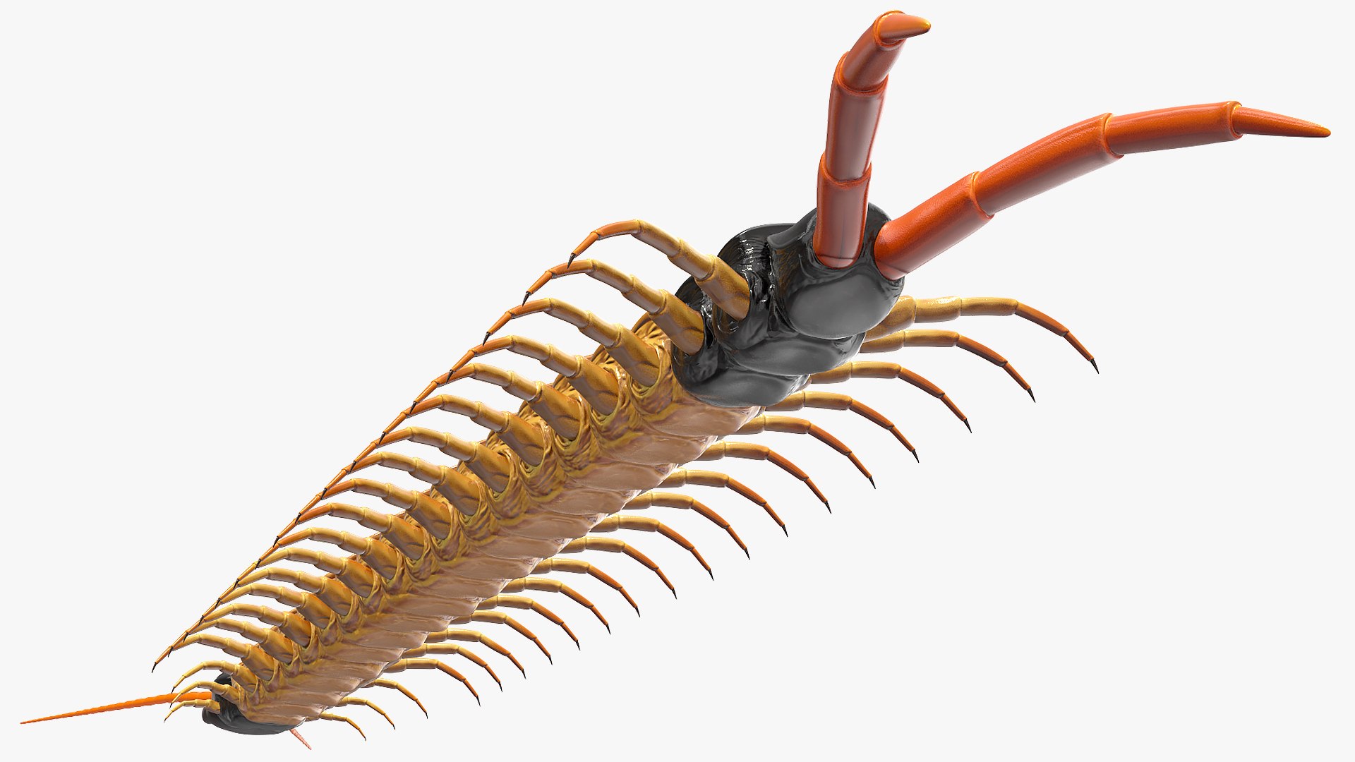 scolopendra heros arizonensis arizona model https://p.turbosquid.com/ts-thumb/ex/92JhPi/CLn4BTMT/scolopendraherosarizonensisarizonagiantcentipede3dsmodel010/jpg/1587557326/1920x1080/fit_q87/d924d53ecf652d32846d474487ff8d946d901bda/scolopendraherosarizonensisarizonagiantcentipede3dsmodel010.jpg