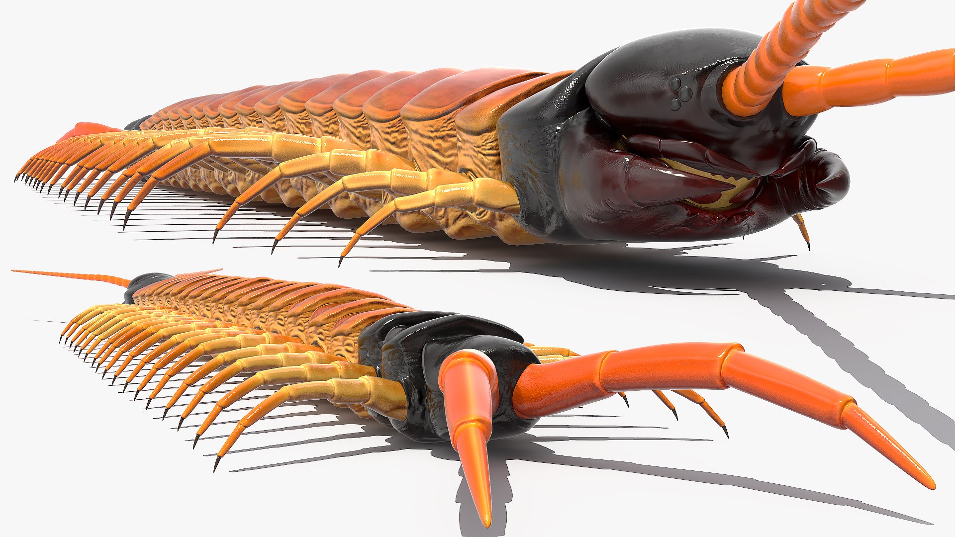 scolopendra heros arizonensis arizona model https://p.turbosquid.com/ts-thumb/ex/92JhPi/DJyUqW72/scolopendraherosarizonensisarizonagiantcentipede3dsmodel008/jpg/1587557319/1920x1080/fit_q87/0fce089f1e829f658d4fc4aabb95673c7e51faad/scolopendraherosarizonensisarizonagiantcentipede3dsmodel008.jpg