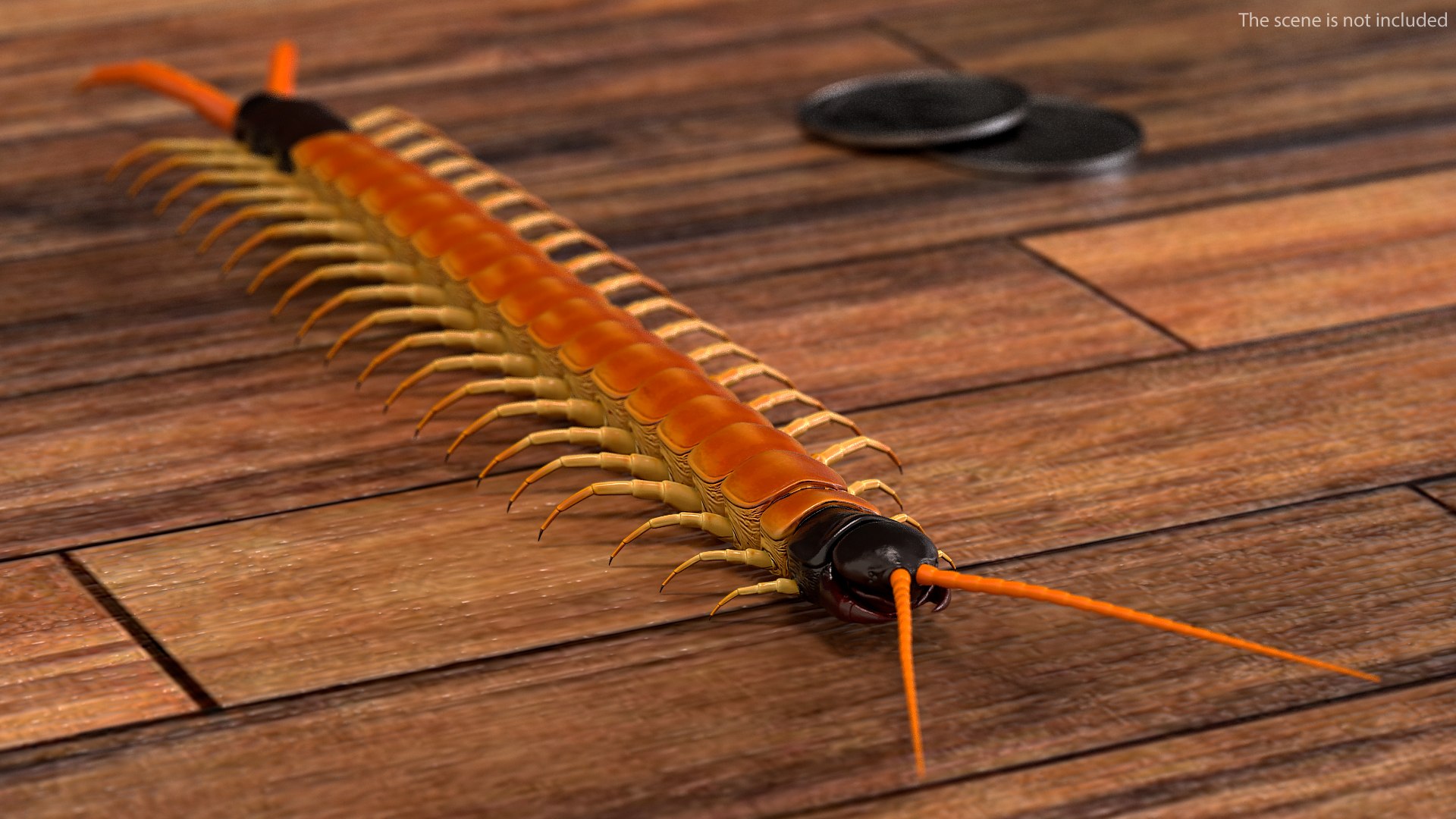 scolopendra heros arizonensis arizona model https://p.turbosquid.com/ts-thumb/ex/92JhPi/EAwPOJIP/scolopendraherosarizonensisarizonagiantcentipede3dsmodel002/jpg/1587557298/1920x1080/fit_q87/c90eb4c8dc7d0ca70949f9f315433f345fc2429a/scolopendraherosarizonensisarizonagiantcentipede3dsmodel002.jpg
