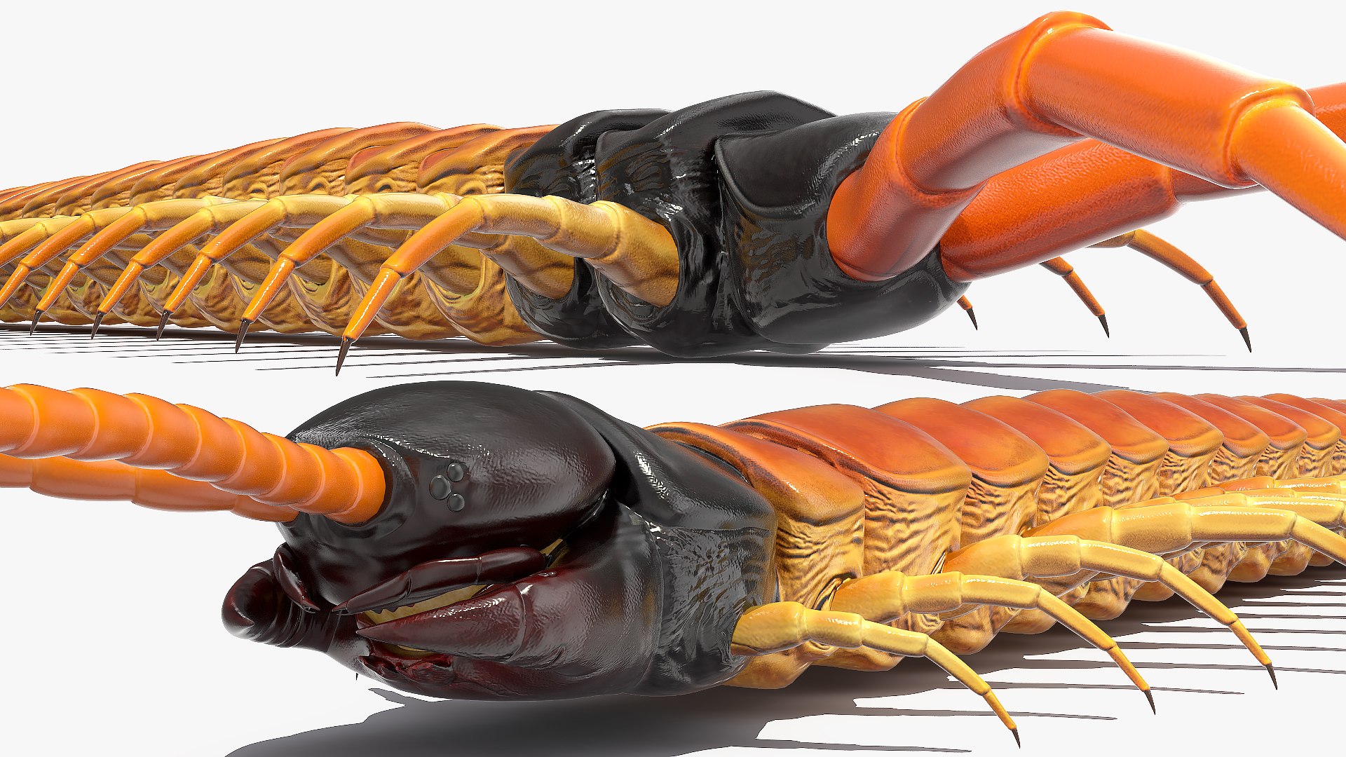 scolopendra heros arizonensis arizona model https://p.turbosquid.com/ts-thumb/ex/92JhPi/IgFqe5JD/scolopendraherosarizonensisarizonagiantcentipede3dsmodel011/jpg/1587557330/1920x1080/fit_q87/19b37c9655cf0d70309e14fdca68440a52a32f01/scolopendraherosarizonensisarizonagiantcentipede3dsmodel011.jpg