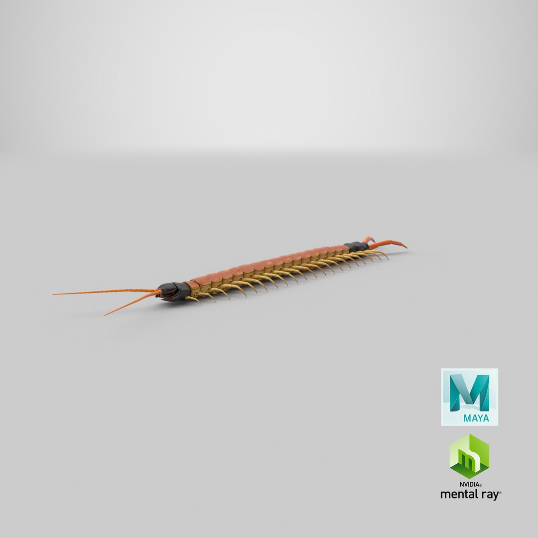 scolopendra heros arizonensis arizona model https://p.turbosquid.com/ts-thumb/ex/92JhPi/Lt/stemcell_maya_mental_ray_render/png/1621535692/1920x1080/fit_q87/7f96aefe037d7a1fc44a3d43832f4c7f3e2b7d8a/stemcell_maya_mental_ray_render.jpg