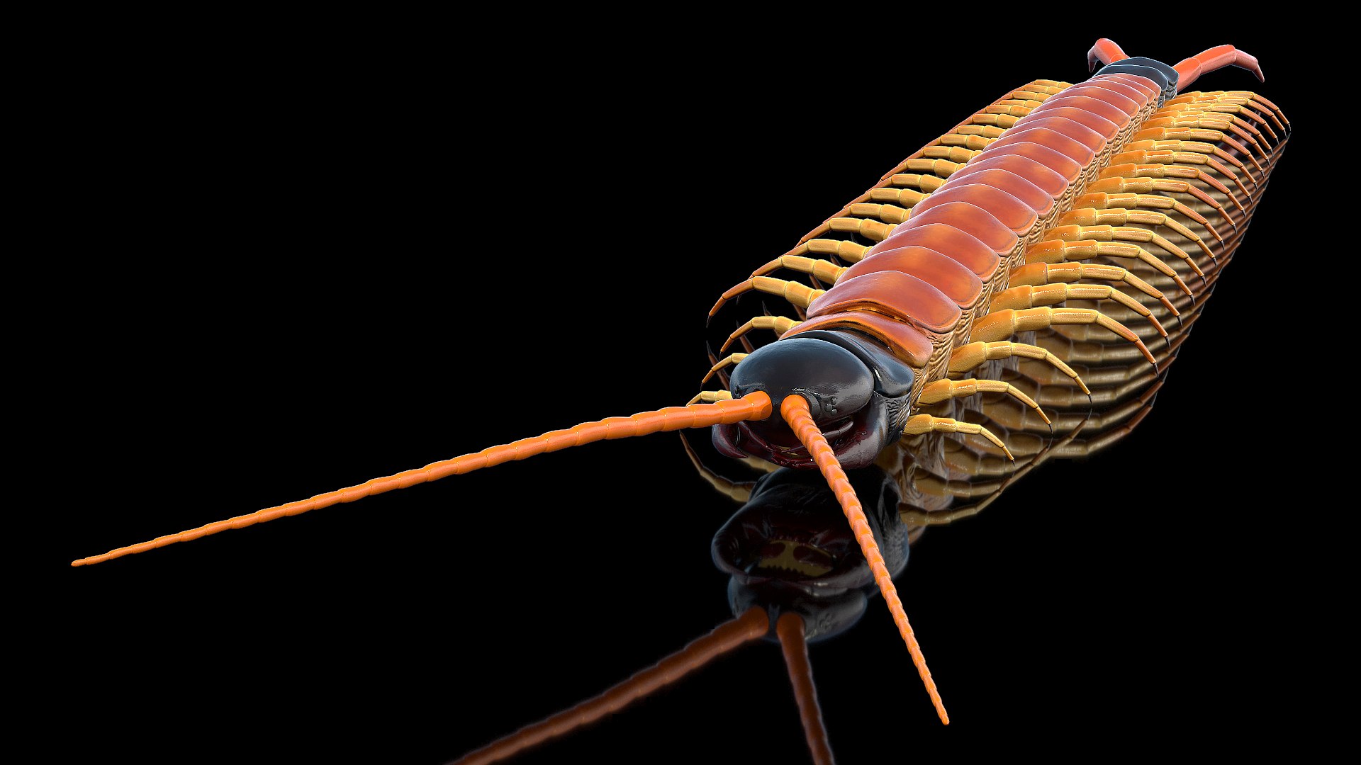 Scolopendra Heros Arizonensis Arizona Giant Centipede 3D model preview
