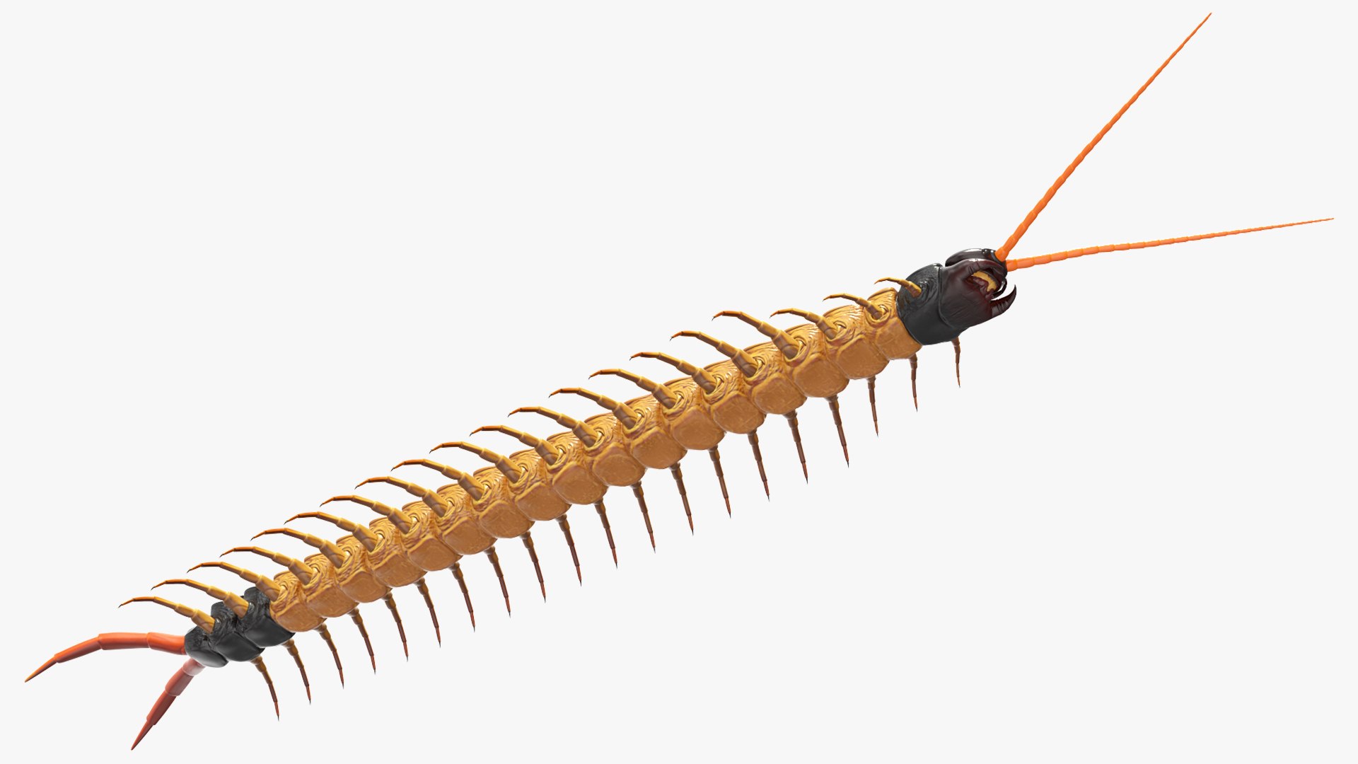 scolopendra heros arizonensis arizona model https://p.turbosquid.com/ts-thumb/ex/92JhPi/cOpt8x2O/scolopendraherosarizonensisarizonagiantcentipede3dsmodel009/jpg/1587557322/1920x1080/fit_q87/3ccdbb650189f8c410a04b932c8f2eeb3c886cb9/scolopendraherosarizonensisarizonagiantcentipede3dsmodel009.jpg