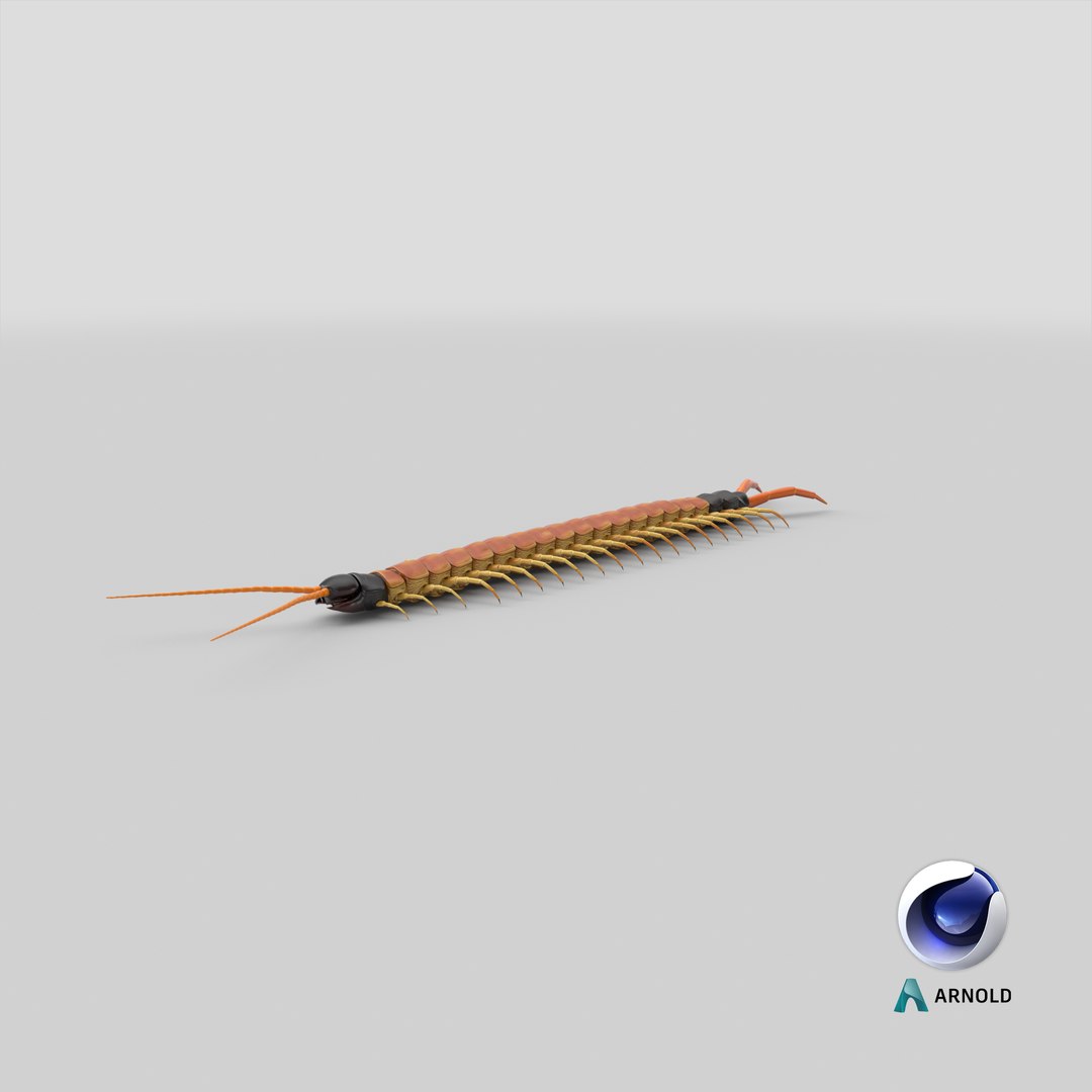 scolopendra heros arizonensis arizona model https://p.turbosquid.com/ts-thumb/ex/92JhPi/lY/stemcell_cinema_4d_arnold_render/png/1621535671/1920x1080/fit_q87/1f8cad308bb66e34e20691ef34ce63b589cefb50/stemcell_cinema_4d_arnold_render.jpg