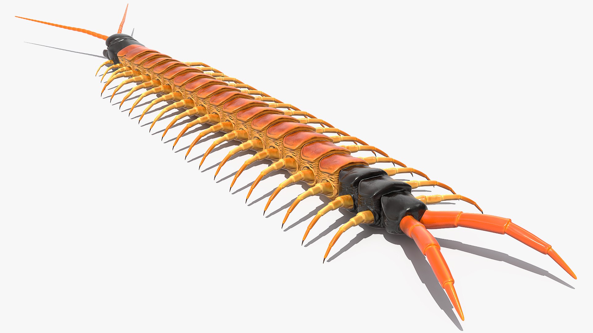 scolopendra heros arizonensis arizona model https://p.turbosquid.com/ts-thumb/ex/92JhPi/lfJd9n76/scolopendraherosarizonensisarizonagiantcentipede3dsmodel006/jpg/1587557312/1920x1080/fit_q87/8165e75eff18d4b84ac6dded4bb1a73a300ce99b/scolopendraherosarizonensisarizonagiantcentipede3dsmodel006.jpg