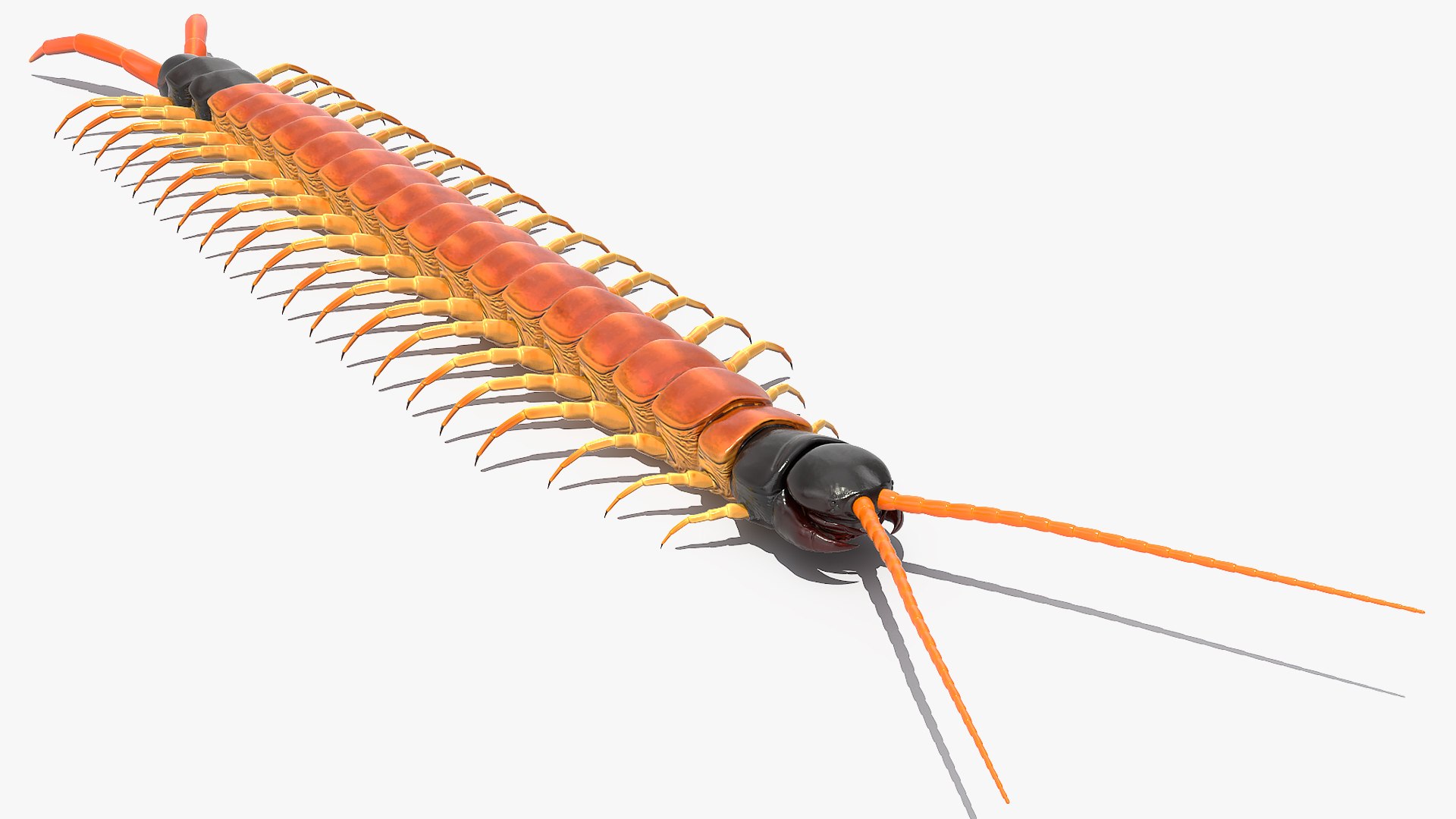 scolopendra heros arizonensis arizona model https://p.turbosquid.com/ts-thumb/ex/92JhPi/vR9wc8Ld/scolopendraherosarizonensisarizonagiantcentipede3dsmodel005/jpg/1587557309/1920x1080/fit_q87/3d8fd429acd85117ce9d1c0fd9ff644418eb95b4/scolopendraherosarizonensisarizonagiantcentipede3dsmodel005.jpg