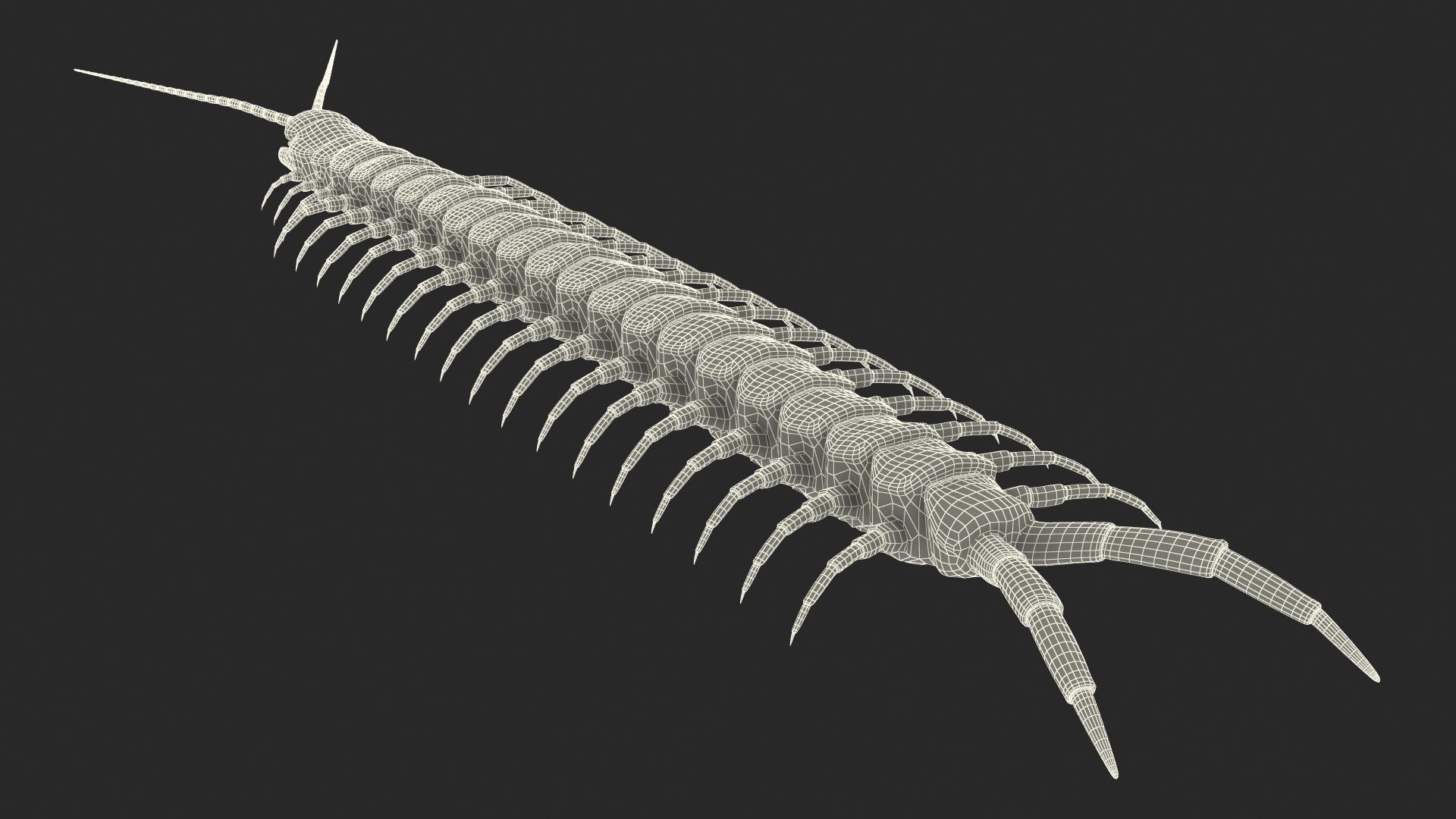 scolopendra heros arizonensis arizona model https://p.turbosquid.com/ts-thumb/ex/92JhPi/vRYGFGKZ/scolopendraherosarizonensisarizonagiantcentipede3dsmodel024/jpg/1587557375/1920x1080/fit_q87/15677c033b0b210b27d5fdfe369476b553f2b655/scolopendraherosarizonensisarizonagiantcentipede3dsmodel024.jpg