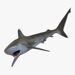 silvertip shark pose 2 3d 3ds