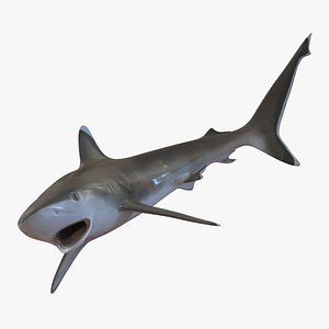 Silvertip Shark Swimming Pose 3D Model