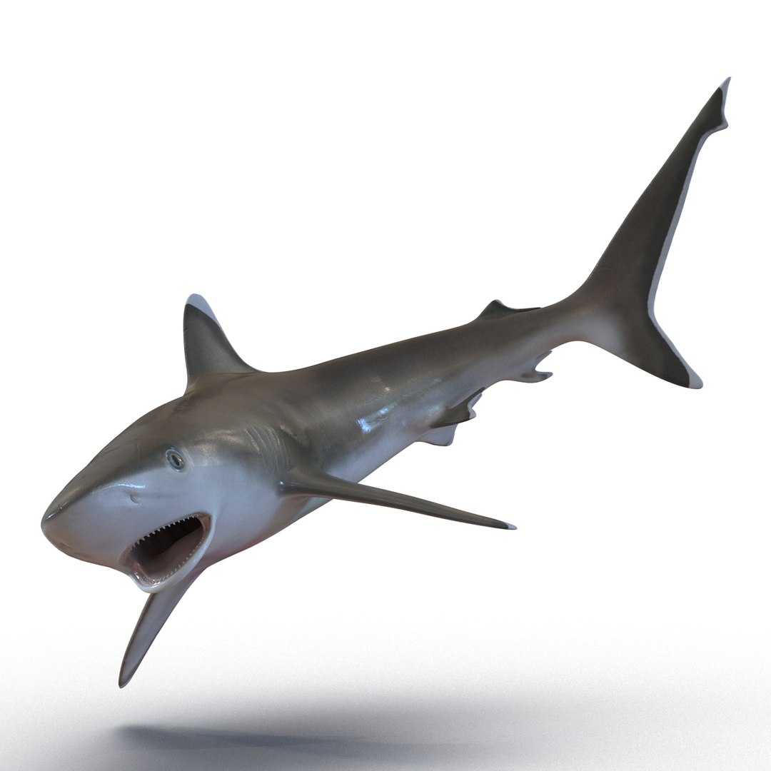 Silvertip Shark Swimming Pose 3D Model 3D model preview