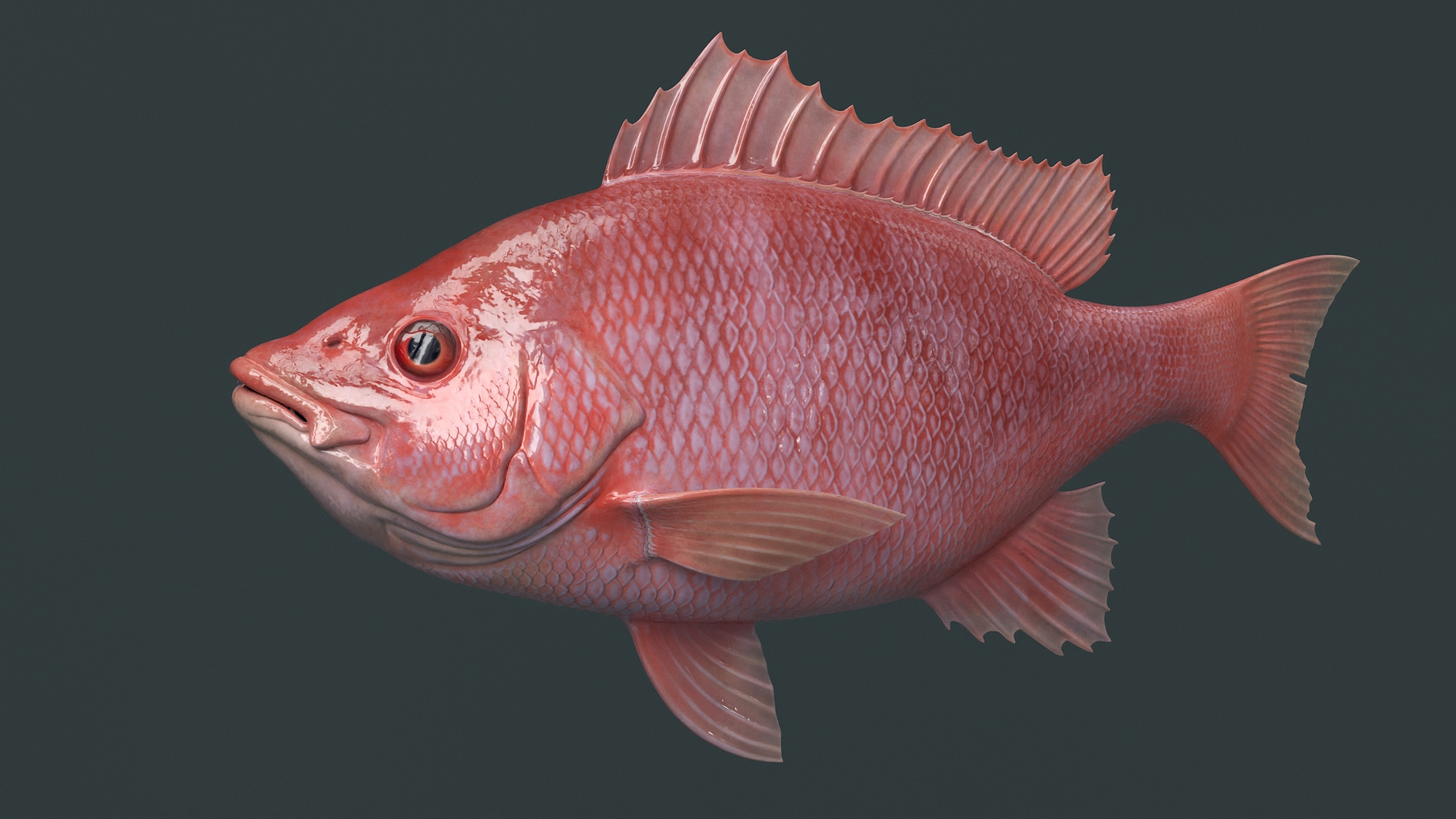 3D Campeche Red Snapper Rigged For Maya Model - TurboSquid 2518410