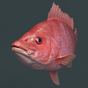 3D Campeche Red Snapper Rigged For Maya model