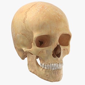 3D model real human male skull