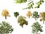 Urban Streetscape Trees Pack 11