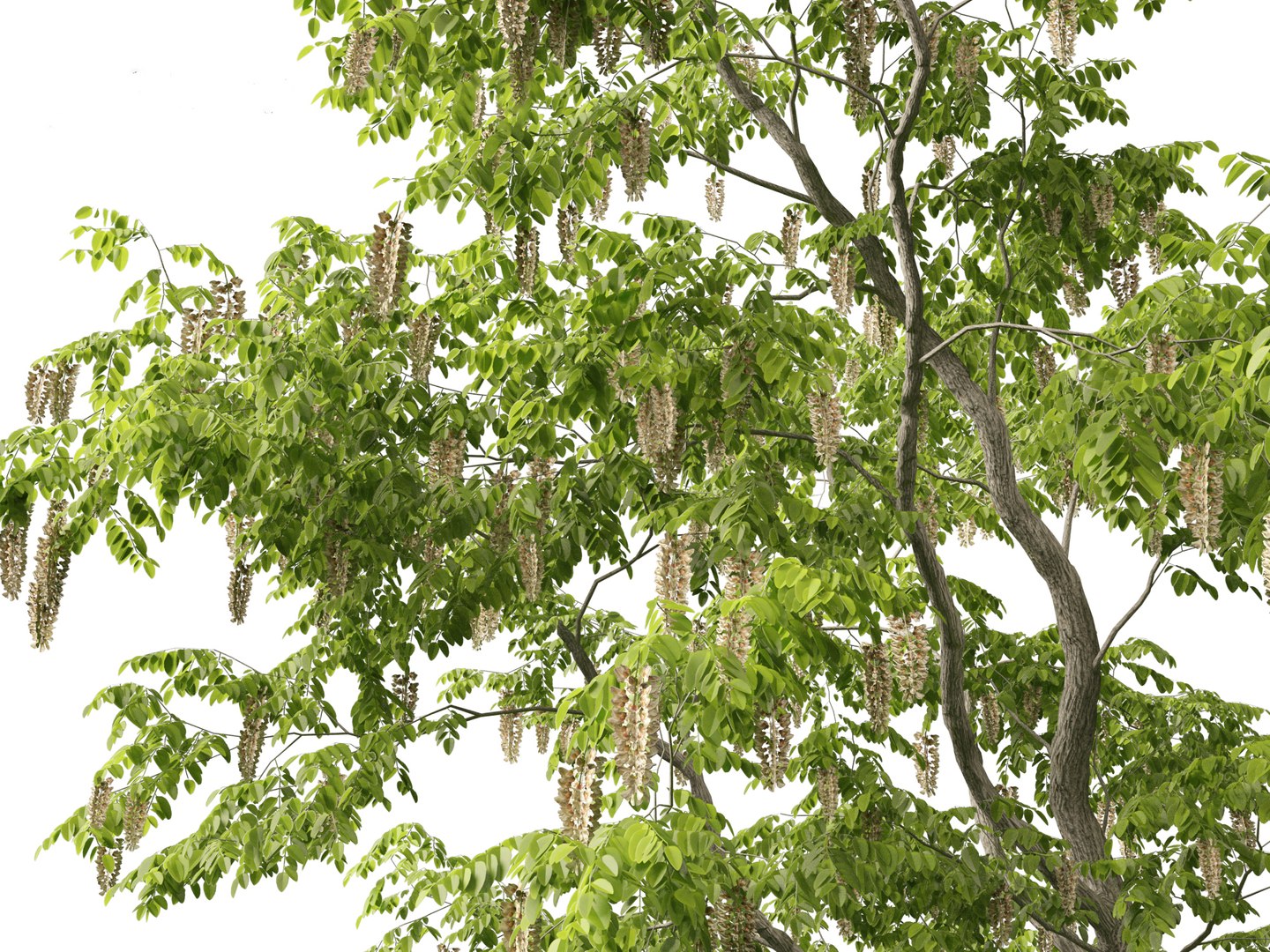 Urban Streetscape Trees Pack 11 3D model https://p.turbosquid.com/ts-thumb/ex/fGpIlo/6L/robiniapseudoacacia017/jpg/1759240831/1920x1080/fit_q87/c9ba9a76690568abf3b09024f7cff7ab8de4200f/robiniapseudoacacia017.jpg