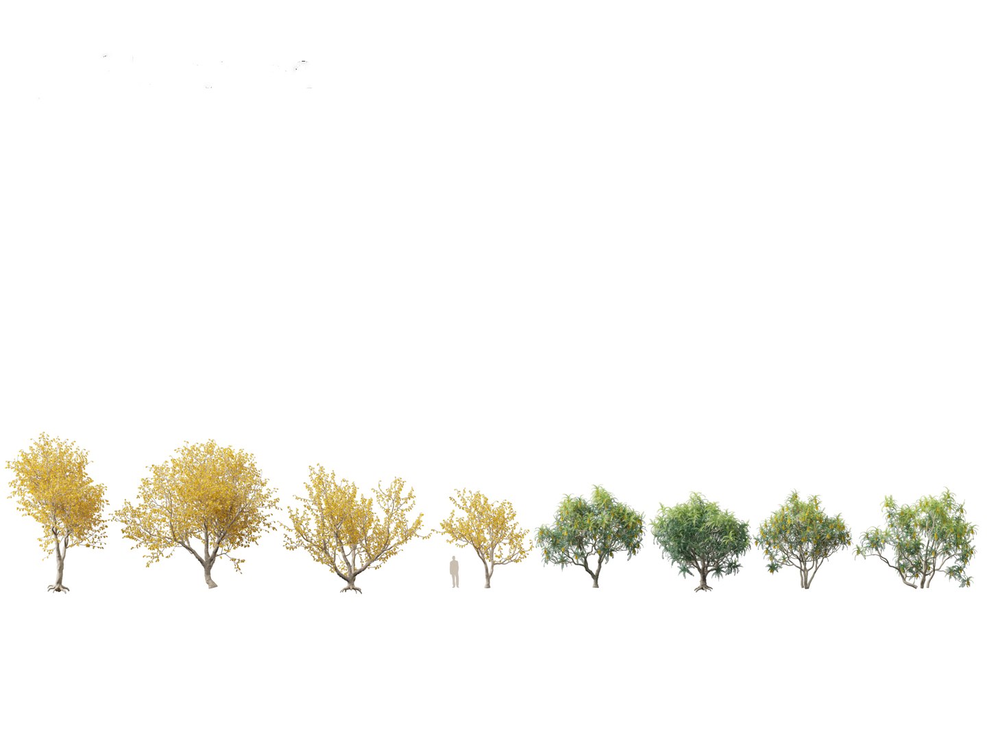 Urban Streetscape Trees Pack 11 3D model https://p.turbosquid.com/ts-thumb/ex/fGpIlo/8d/sophoramicrophylla011/jpg/1759240836/1920x1080/fit_q87/7da8dcb9fc9fe786c37aaaa7e9fea17a67379744/sophoramicrophylla011.jpg