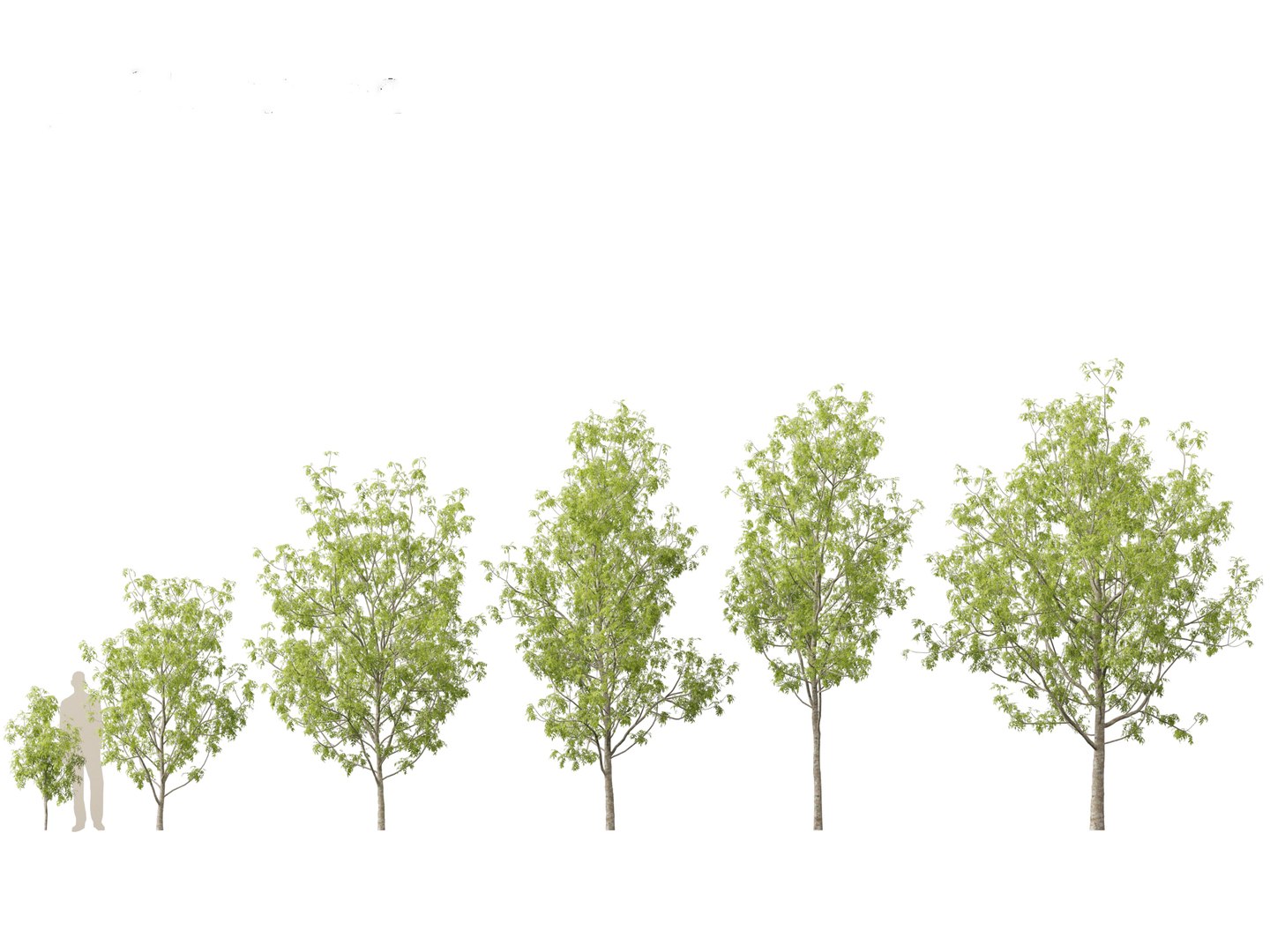 Urban Streetscape Trees Pack 11 3D model https://p.turbosquid.com/ts-thumb/ex/fGpIlo/B5/fraxinusexcelsior011/jpg/1759240807/1920x1080/fit_q87/bc609b2e94d82e0d2b061dc110a84dea2a08170e/fraxinusexcelsior011.jpg