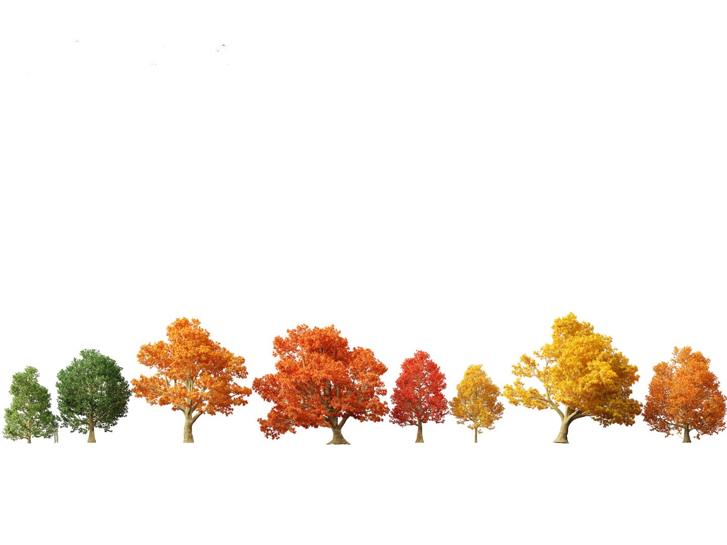 Urban Streetscape Trees Pack 11 3D model https://p.turbosquid.com/ts-thumb/ex/fGpIlo/Hv/acerplatanoides01_1/jpg/1759240786/1920x1080/fit_q87/295e1cbc708098969781ad2f30473ccec808ed33/acerplatanoides01_1.jpg