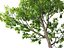 Urban Streetscape Trees Pack 11