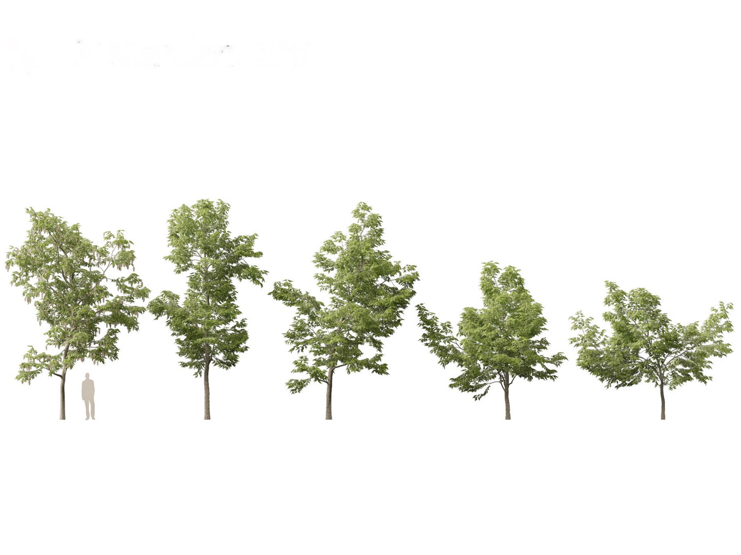 Urban Streetscape Trees Pack 11 3D model https://p.turbosquid.com/ts-thumb/ex/fGpIlo/TQ/robiniapseudoacacia011/jpg/1759240827/1920x1080/fit_q87/e970deb7bcc09cca72ce65eabfd492d8168e1b3a/robiniapseudoacacia011.jpg
