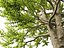 Urban Streetscape Trees Pack 11