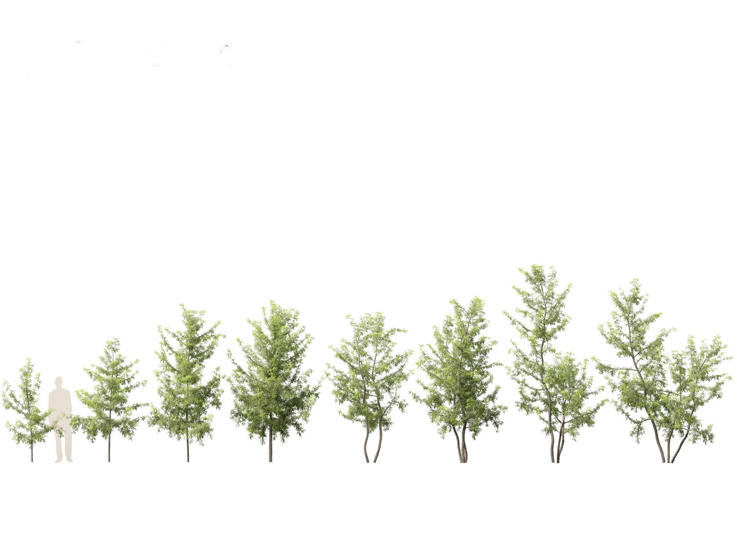 Urban Streetscape Trees Pack 11 3D model https://p.turbosquid.com/ts-thumb/ex/fGpIlo/Xu/gleditsiatriacanthos011/jpg/1759240810/1920x1080/fit_q87/8f943a680152cfb0bc0818752f392456607e59e0/gleditsiatriacanthos011.jpg