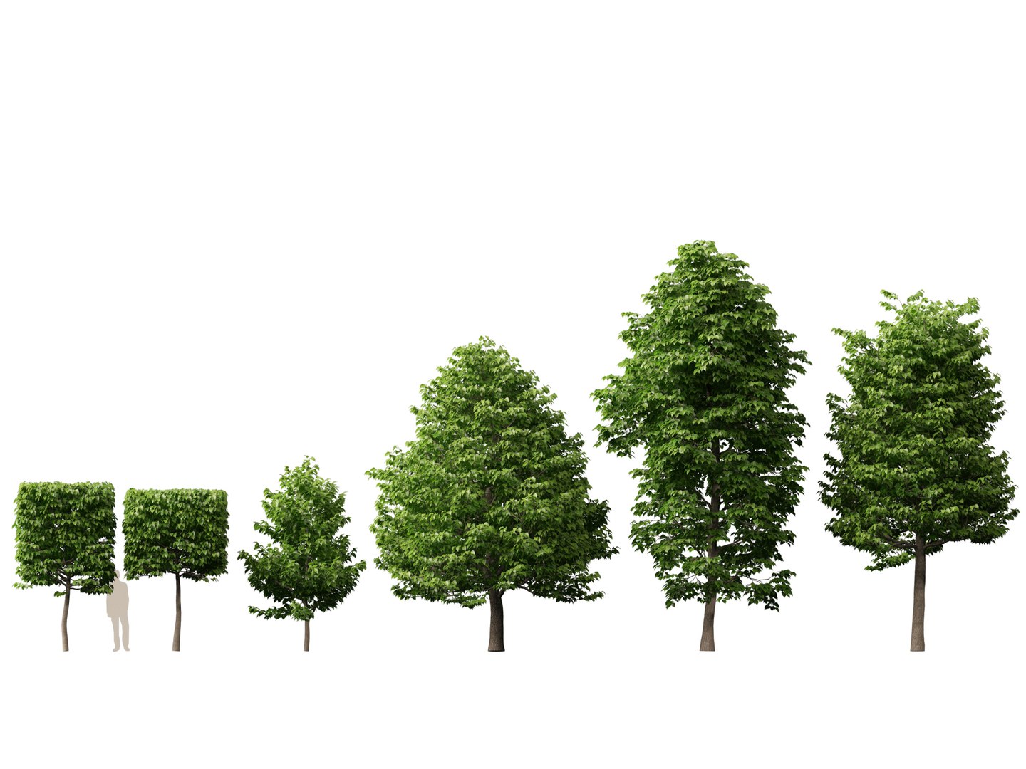 Urban Streetscape Trees Pack 11 3D model https://p.turbosquid.com/ts-thumb/ex/fGpIlo/bS/tiliaplatyphyllos011/jpg/1759240838/1920x1080/fit_q87/3ad54a262ba6757d68f5b67265505f08303513dc/tiliaplatyphyllos011.jpg