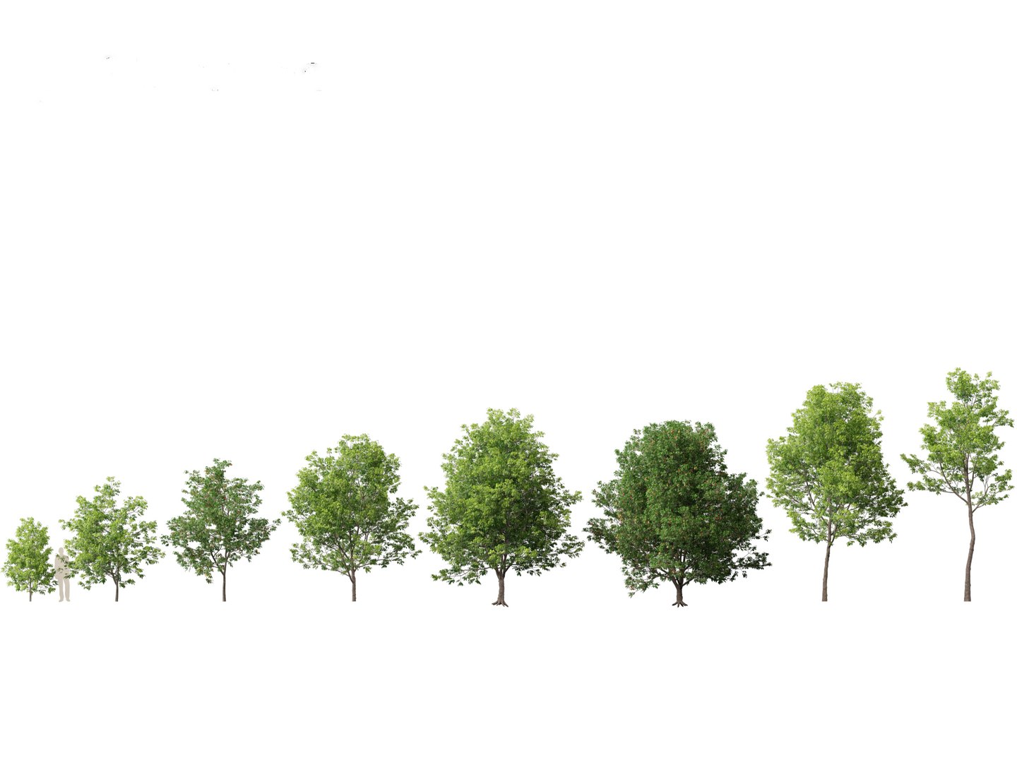 Urban Streetscape Trees Pack 11 3D model https://p.turbosquid.com/ts-thumb/ex/fGpIlo/eT/fraxinusamericana011/jpg/1759240801/1920x1080/fit_q87/94aa365a6805c691e44650ce61388456189b2d96/fraxinusamericana011.jpg