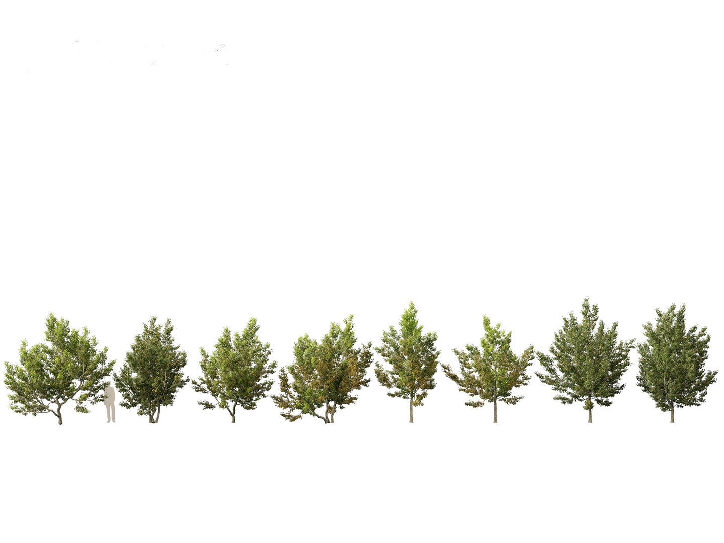 Urban Streetscape Trees Pack 11 3D model https://p.turbosquid.com/ts-thumb/ex/fGpIlo/pM/acercampestre021/jpg/1759240776/1920x1080/fit_q87/19a02e92790990b031eda7974c91024dcc6ddd8a/acercampestre021.jpg