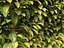 Urban Streetscape Trees Pack 11