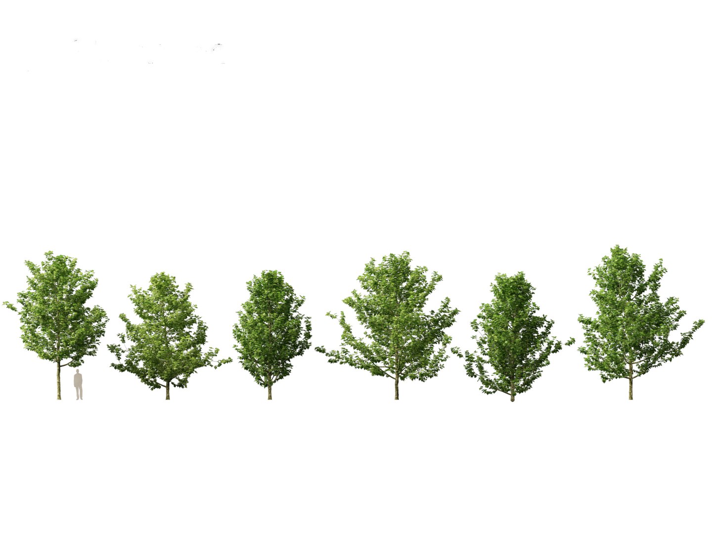 Urban Streetscape Trees Pack 11 3D model https://p.turbosquid.com/ts-thumb/ex/fGpIlo/yx/platanus_acerifolia_021/jpg/1759240815/1920x1080/fit_q87/ee92000c47055a0fc4d9b10dcf0a3035389c155e/platanus_acerifolia_021.jpg