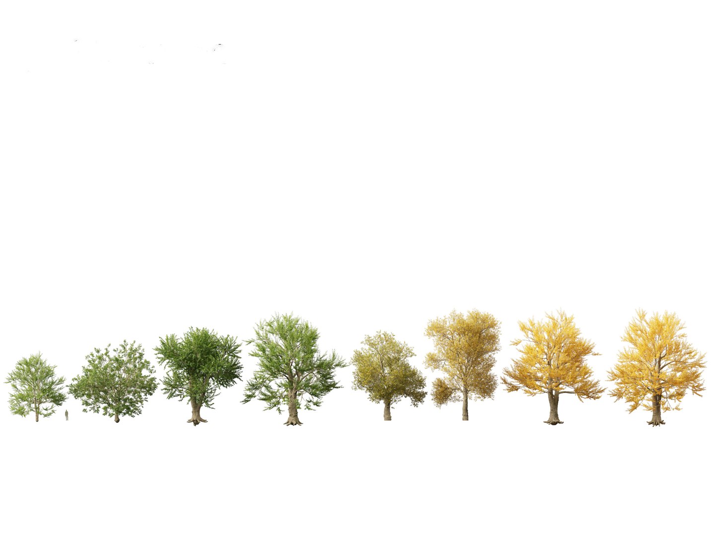 Urban Streetscape Trees Pack 11 3D model https://p.turbosquid.com/ts-thumb/ex/fGpIlo/zF/ulmuslaevis011/jpg/1759240841/1920x1080/fit_q87/f52a65125ca349195554fd2d03deacb26657fc50/ulmuslaevis011.jpg
