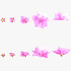 growth process of peach blossoms