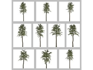 Monkey Puzzle Tree Collection