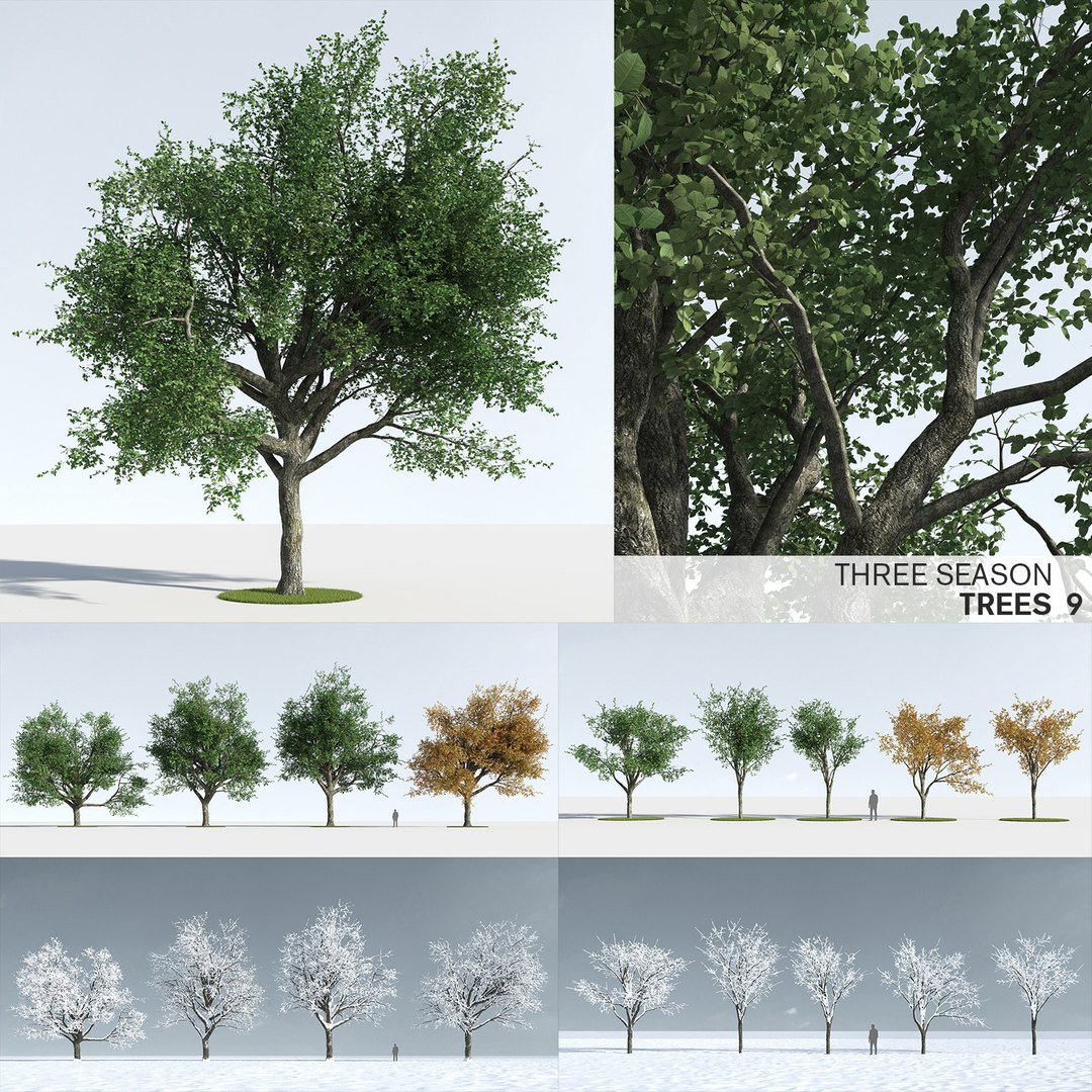 3D trees 9 model https://p.turbosquid.com/ts-thumb/ey/HCWfpw/7YNhe4Lc/three_season_trees_9_01/jpg/1543046307/1920x1080/fit_q87/01842c73f2bf304e1eb6311f57174f4b88feea89/three_season_trees_9_01.jpg