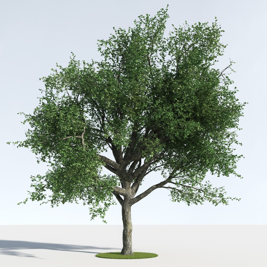 3D trees 9 model https://p.turbosquid.com/ts-thumb/ey/HCWfpw/XS0XI6ey/three_season_trees_9_03/jpg/1543046326/1920x1080/fit_q87/2d6b60f04f3e6fde576ac493781a1399613c5f3a/three_season_trees_9_03.jpg