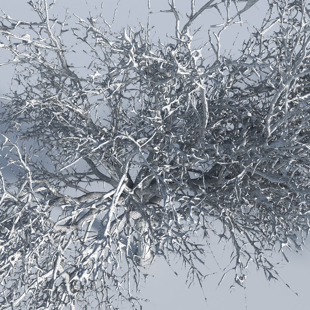 3D trees 9 model https://p.turbosquid.com/ts-thumb/ey/HCWfpw/ZHzGRIXz/three_season_trees_9_15/jpg/1543046428/1920x1080/fit_q87/6710da59e2040059865de08d3cd5c09cf428b7e3/three_season_trees_9_15.jpg
